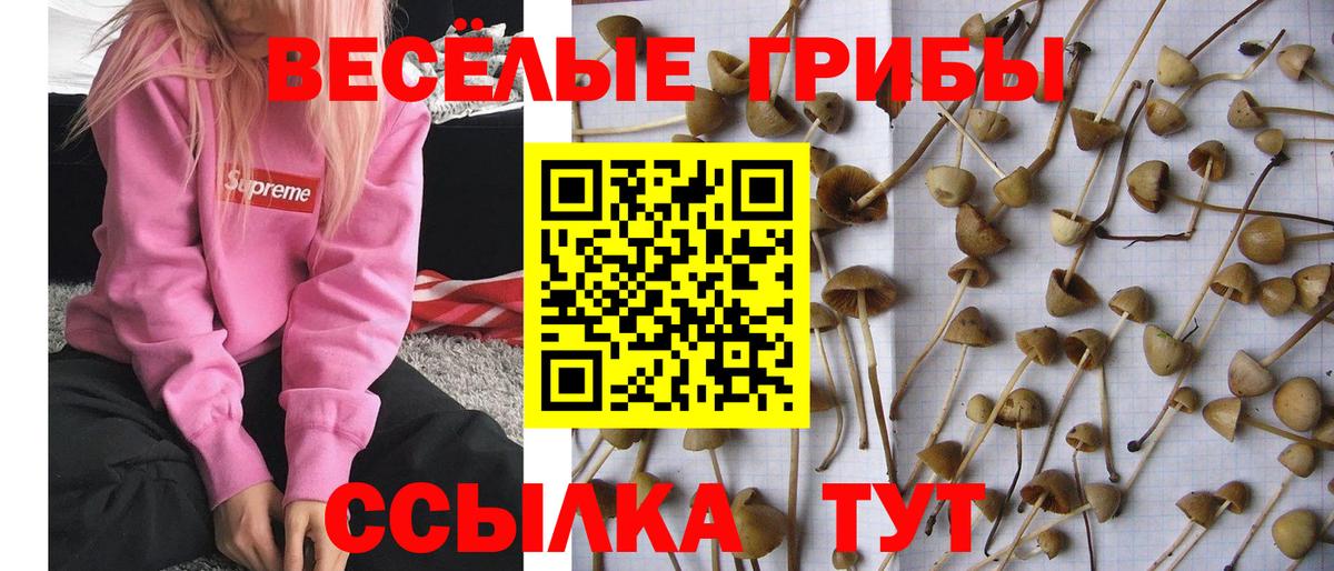 Кузнецк  наркошоп  Вход с VPN  Псилоцибиновые грибы Magic Shrooms 